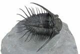 Excellent Kayserops Trilobite - Bou Lachrhal, Morocco #299845-1